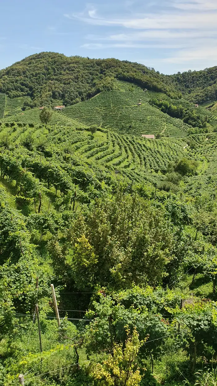 Vigneti sulle colline di Valdobbiadene